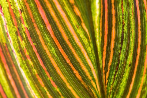 Garden Croton or Variegated Croton (Codiaeum variegatum)