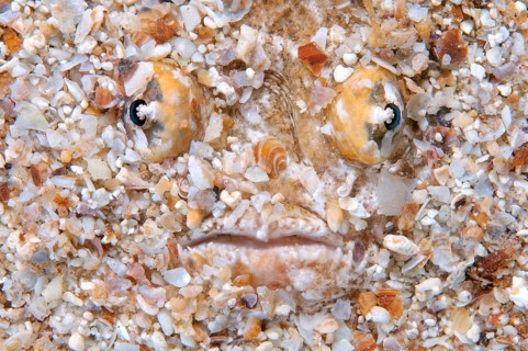 Atlantic Stargazer (Uranoscopus scaber)