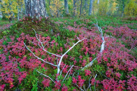 Forest in autumn