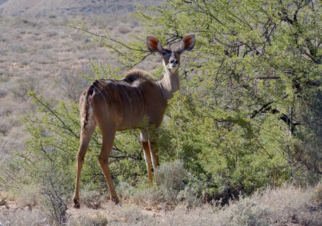 Greater Kudu (Tragelaphus strepsiceros)