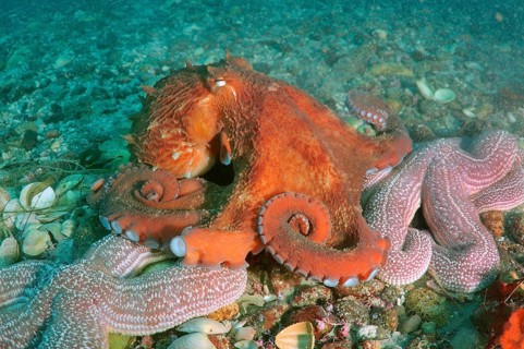 Giant Pacific Octopus