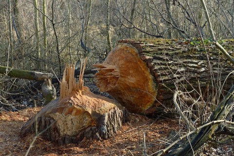 Tree chewed down by a beaver