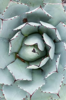 Parra's Agave (Agave parrasana) from above