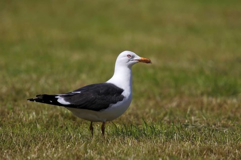 Lesser Black-backed Gull (Larus fuscus) perched on the grass