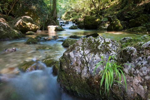 Brook of Myra Falls