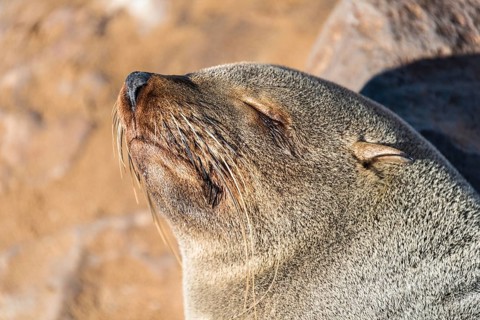 Sleeping Brown Fur Seal or Cape Fur Seal (Arctocephalus pusillus)