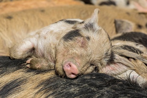 Turopolje Pig (Sus scrofa domestica)