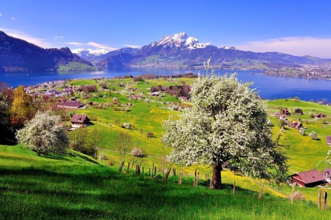 Fruit trees in full bloom near Weggis