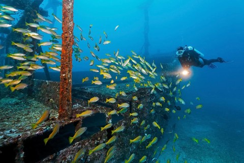 Divers watching school of Bigeye Snappers (Lutjanus lutjanus)