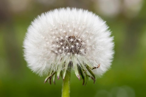 Dandelion