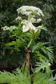 Giant hogweed (Heracleum mantegazzianum)