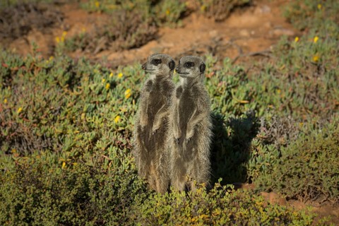 Two Meerkats (Suricata suricatta)