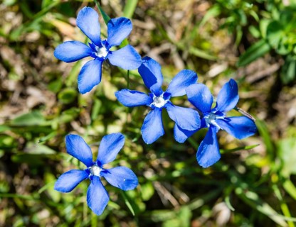 Spring Gentian (Gentiana verna)
