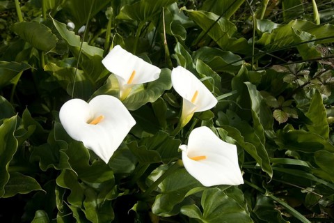 Calla lilly (Zantedeschia aethiopica)