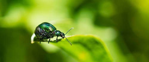 Green Dock Beetle (Gastrophysa viridula)