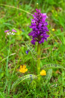 Broad-leaved Marsh Orchid (Dactylorhiza majalis)