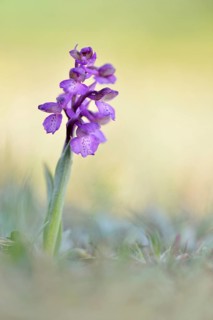 Green-winged Meadow Orchid or Green-winged Orchid (Orchis morio) growing on a dry slope