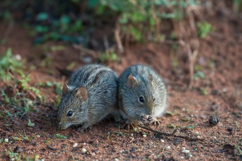 Two Four-striped grass mice (Rhabdomys pumilio)