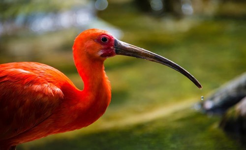 Scarlet Ibis (Eudocimus ruber)