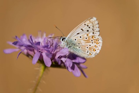 Adonis Blue (Polyommatus bellargus