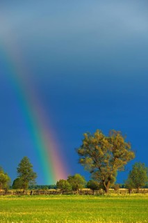 Rainbow over a Willow (Salix)