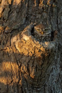 Little owl (Athene noctua) looks out of knot hole in tree