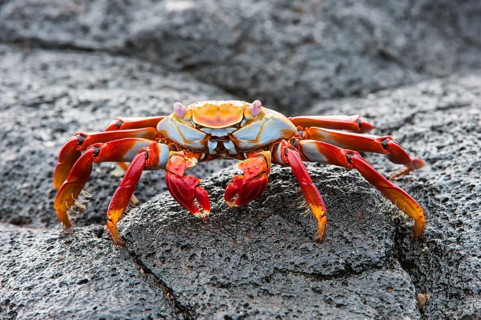 Sally Lightfoot crab (Grapsus grapsus)