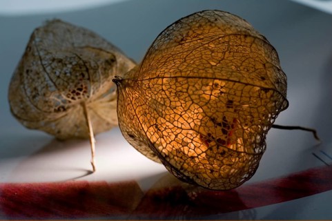 Autumnal physalis