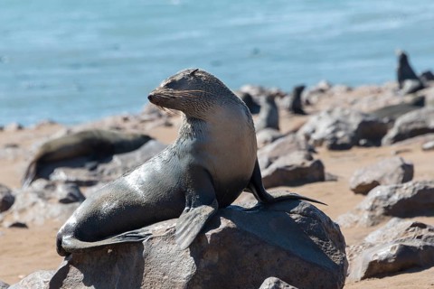 Brown Fur Seal or Cape Fur Seal (Arctocephalus pusillus)