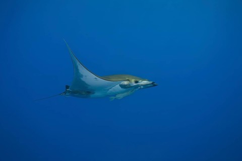 Sicklefin Devil Ray or Box Ray (Mobula tarapacana)