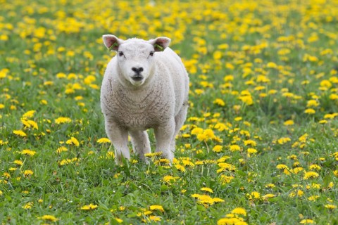 Lamb (Ovis orientalis aries) standing in dandelion meadow