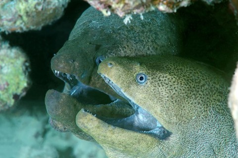 Giant Morays (Gymnothorax javanicus)