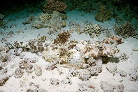 Tentacled Flathead (Papilloculiceps longiceps)