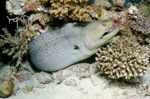 Giant Moray (Gymnothorax javanicus)