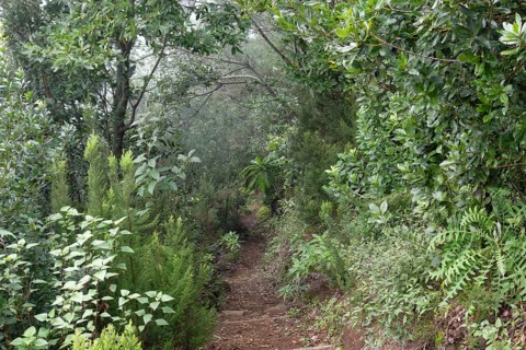 Hiking trail in Los Tilos Biosphere Reserve laurel forest near Los Sauces
