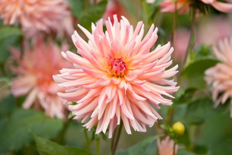 Dahlia (Dahlia) 'Dora' cultivar