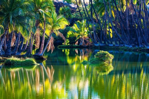 Palm trees at the Hopeaia Fishpond