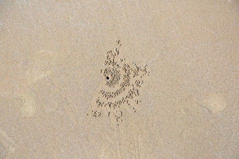 Residues of a Sand Bubbler Crab (Scopimera globosa)