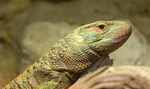 Guyana Caiman Lizard (Dracaena guianensis)