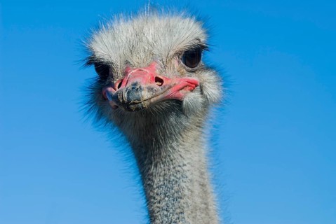 Common Ostrich (Struthio camelus)