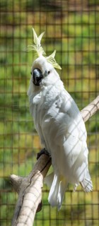 Sulphur-crested Cockatoo (Cacatua galerita)