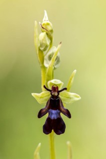 Fly Orchid (Ophrys insectifera)