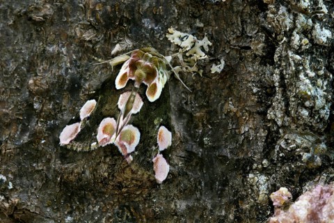 Peach Blossom (Thyatira batis)