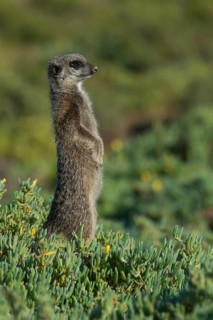 Meerkat (Suricata suricatta)