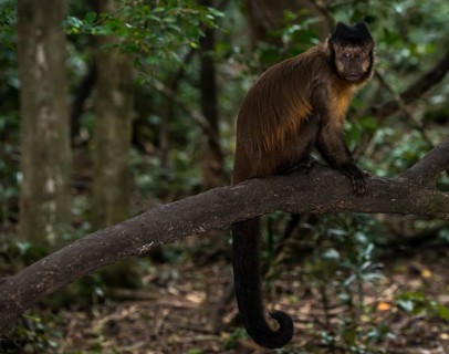 Tufted capuchin (Cebus apella)