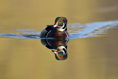 Wood Duck (Aix sponsa)