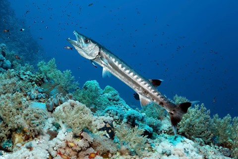 Blackfin Barracuda (Sphyraena qenie) in cleaning station with Bluestreak Cleaner Wrasse (Labroides dimidiatus)