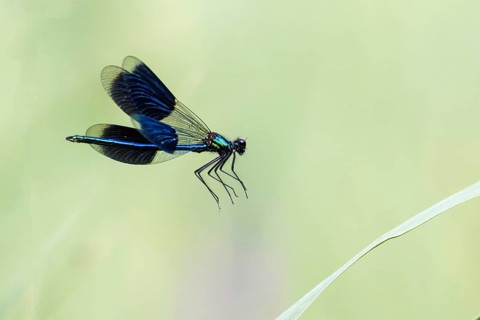 Banded demoiselle (Calopteryx splendens)
