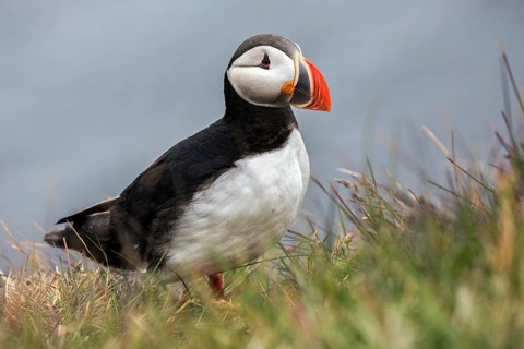 Puffin (Fratercula arctica)