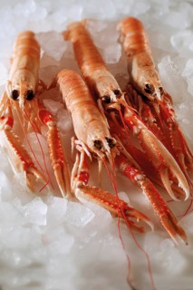 Fresh Dublin Bay prawns on crushed ice